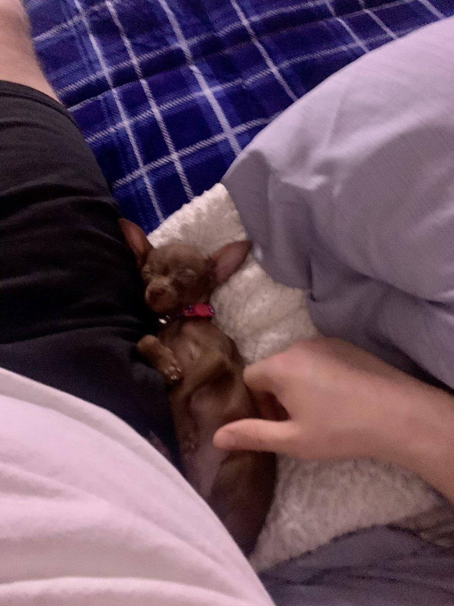 Haven’t posted in forever but thought never too late to give my little nugget some exposure. #Kahlua #puppylove #oldiesbutgoodies #bitchstolemyheart