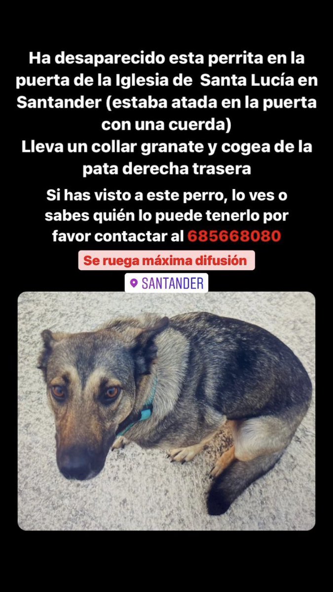 Velcarmenn's tweet photo. Esta perra es d una persona cercana, entró a la Iglesia en Santander y a la salida su compañera no estaba, al preguntar en un bar si habían visto algo le dijeron q una chica rubia d unos 20 años se la había llevado, no pasa nada, quiso hacer una buena obra, pero tiene dueño https://t.co/c6x8sBJf18