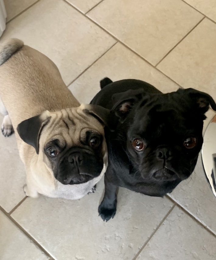 ValAndreaWay's tweet photo. #CanadaHasFallen in love with my pugs Tinka &amp; Ollie. Who could blame them? #PugForce #dogsoftwitter https://t.co/5kWH3zmJQI