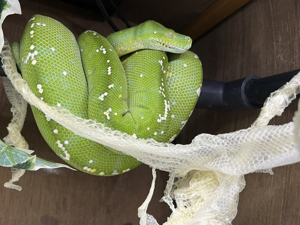 yokongpong's tweet image. ほんとに綺麗に脱皮するようになった♫
#greentreepython
＃グリーンパイソン