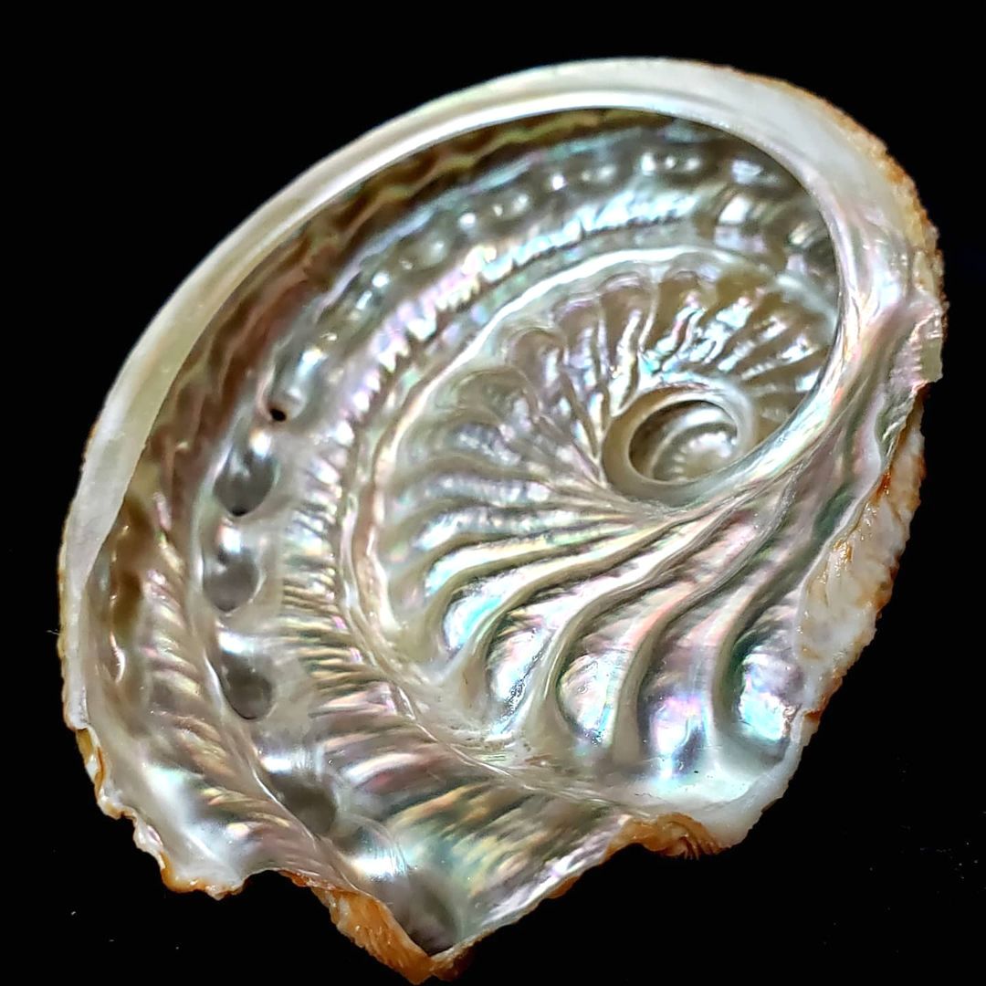 Haliotis scalaris (Leach, 1814) - Australia 
image: Marcus Coltro, #Haliotidae  #gastropod #mollusc #abalone #Australia