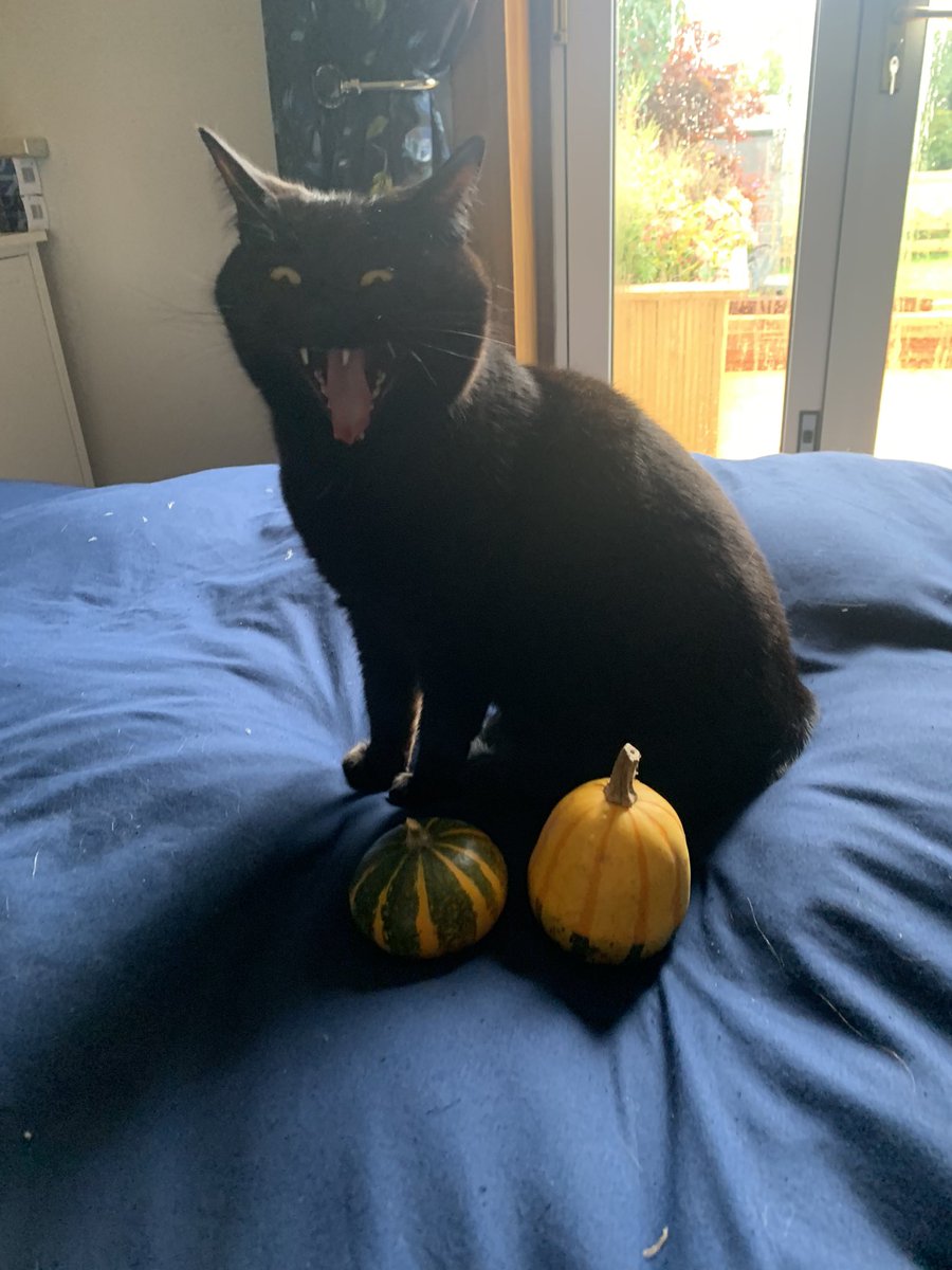 UMaddyBro's tweet photo. My cat was v excited about the pumpkins I stole from work for her #spooky https://t.co/yzUZAcCgvw