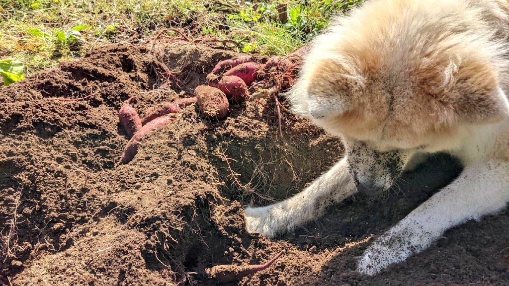 長毛秋田犬ムック Kononamae Twitter