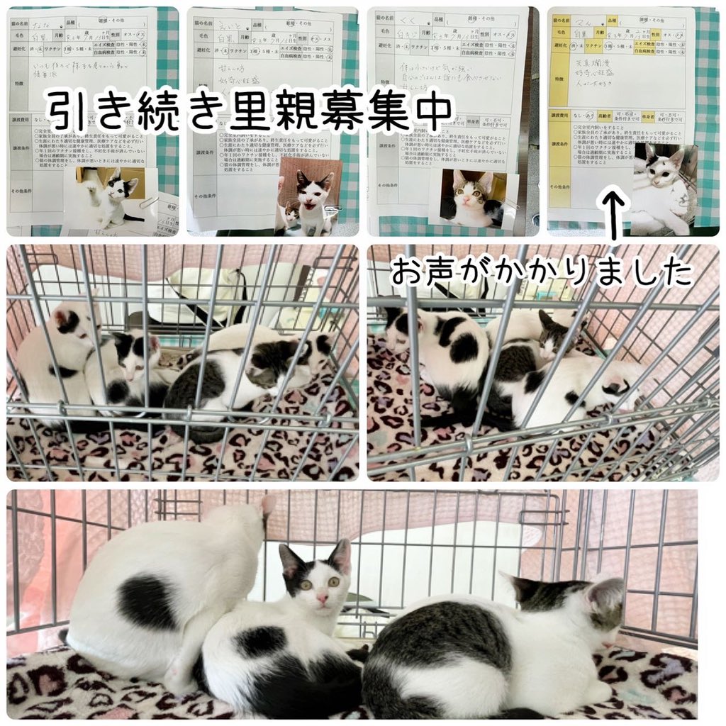 ながの鈴ねこの会 Suzunekonokai Twitter