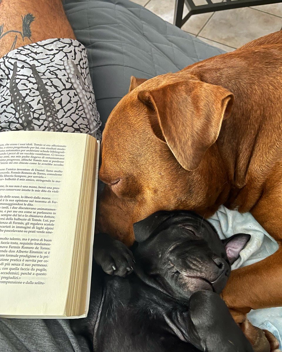 MatteoRanieri__'s tweet photo. Leggere messaggi e commenti sensati mi fa ancora sperare nel genere umano.
Continuo però a preferire gli animali, i tramonti e i libri. 
#Buonadomenica  🌈 https://t.co/g3ZPZ0rpBY