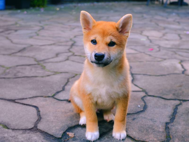 CryptoEarth01's tweet photo. Web data shows SHIB’s latest rally has yet to catch the attention of the general public

#cryptocurrencies #cryptocurrecy #WazirX #CryptoNews https://t.co/arVTnvuuDe