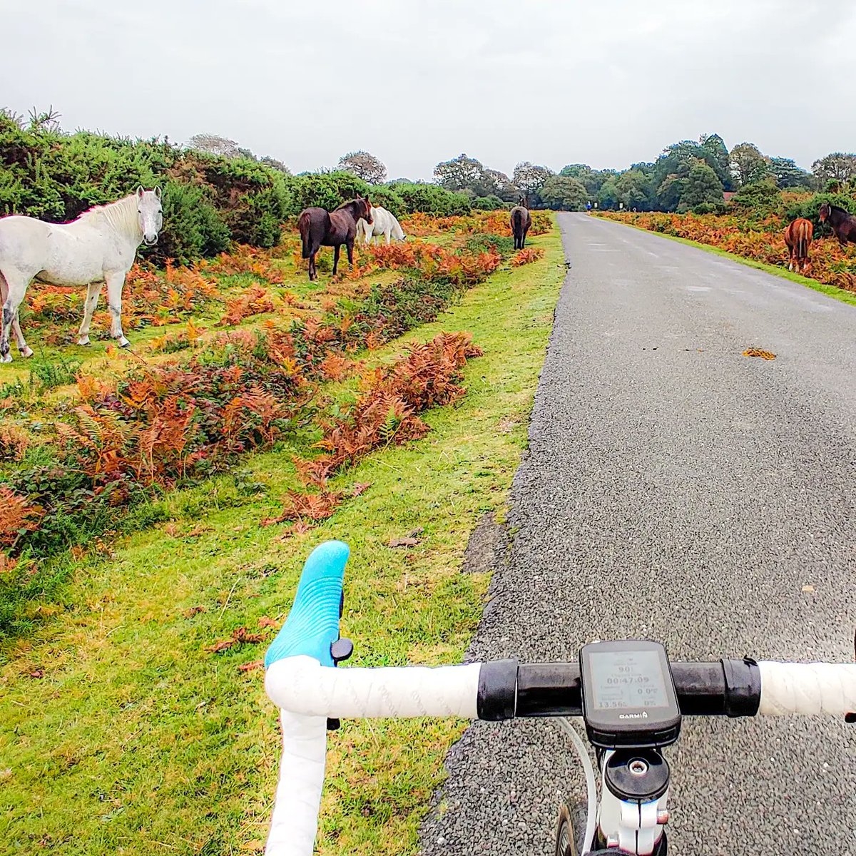 ✨ Christina Dove 🕊 tweet media