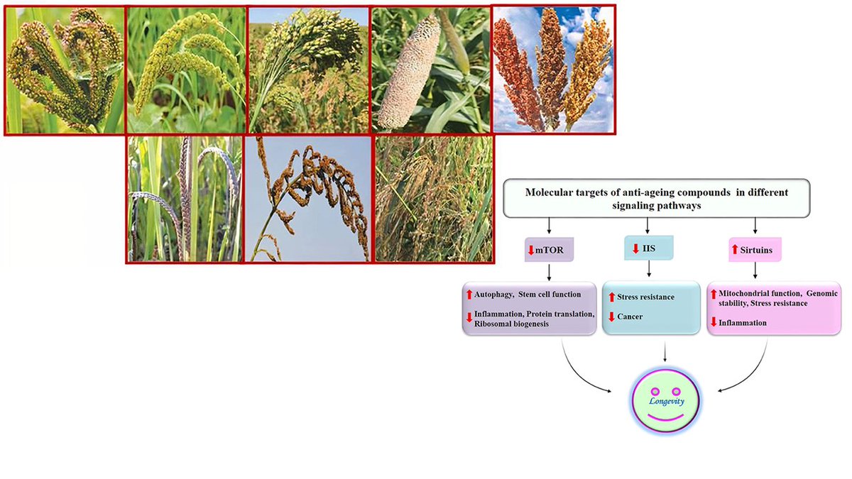HimabinduKudapa's tweet photo. Pleased to share our latest article on  “Nutritional significance and antioxidant-mediated antiaging effects of finger millet” #wondergrains #millets 
in Front. Sustain. Food Syst
https://t.co/il5Zfymd8P 
@rajvarshney  @rlbcaujhansi  @GbpuatP  @ICRISAT https://t.co/dqTm36UX3c