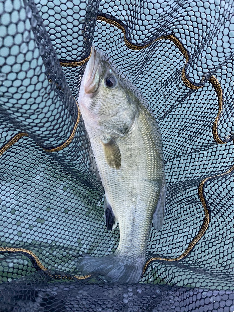 Hive2Home's tweet image. A foggy and successful fishing outing yesterday morning on the Detroit River.