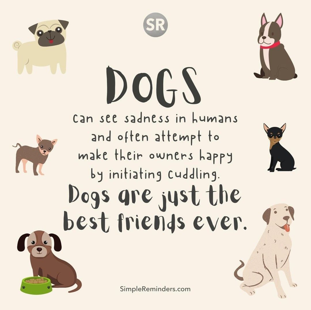 McGill Media (@gomcgillmedia) on Twitter photo Dogs can see sadness in humans and often attempt to make their owners happy by initiating cuddling. Dogs are just the best friends ever.
<a href="/SimpleReminders/">Simple Reminders</a> <a href="/BryantMcGill/">Bryant McGill</a> <a href="/JenniMcGill_/">Jenni Young McGill</a>
#simplereminders #quotes #quoteoftheday #life #positivewords #positivethinking Dogs can see sadness in humans and often attempt to make their owners happy by initiating cuddling. Dogs are just the best friends ever.
<a href="/SimpleReminders/">Simple Reminders</a> <a href="/BryantMcGill/">Bryant McGill</a> <a href="/JenniMcGill_/">Jenni Young McGill</a>
#simplereminders #quotes #quoteoftheday #life #positivewords #positivethinking