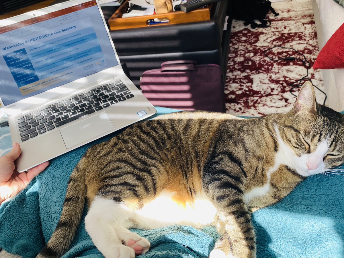 crit_caring_MD's tweet photo. @accpchest #CHEST2020 virtually with happy cat on lap ๐ and #CHEST2017 with therapy dog ๐๐ https://t.co/qrRjPp2z42