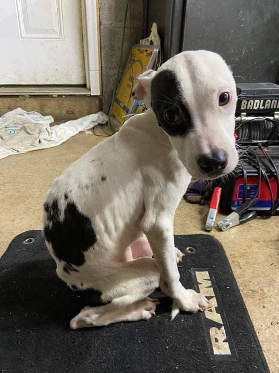 JustDoSmthing's tweet photo. Right here in #MonroeCounty #NY.  OUR County.  Probably going to be to an investigation, so I won't say much except that ***If YOU see something, please DO something.***
#Puppy is at the vet, and will continue to receive medical care.
Shameful. #AnimalAbuse #AnimalNeglect https://t.co/TODi8cClrg