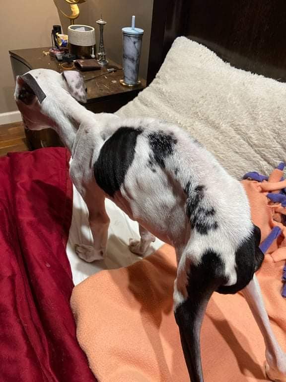 JustDoSmthing's tweet photo. Right here in #MonroeCounty #NY.  OUR County.  Probably going to be to an investigation, so I won't say much except that ***If YOU see something, please DO something.***
#Puppy is at the vet, and will continue to receive medical care.
Shameful. #AnimalAbuse #AnimalNeglect https://t.co/TODi8cClrg
