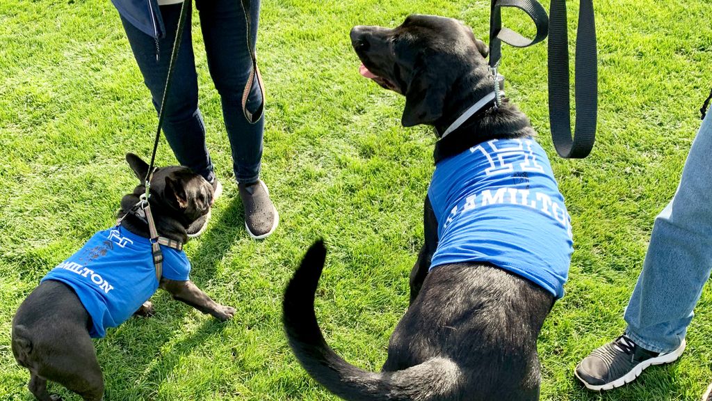 HamiltonCollege's tweet photo. The dogs have spoken!
#Fallcoming https://t.co/lAZrALOP91