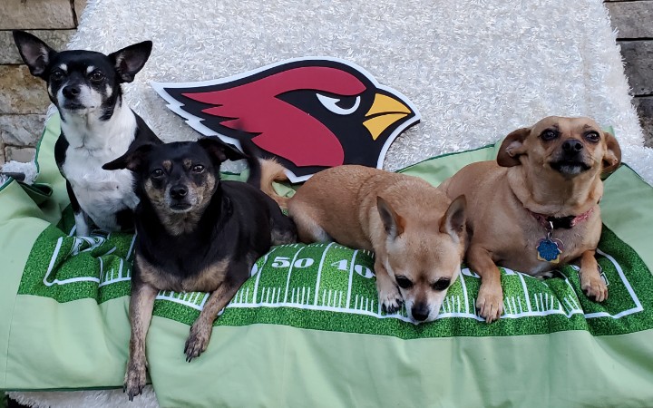 NFL week 5.  49ers vs AZ.  Go Cards Go.

#nflweek5 #nflgameday #GoCardsGo #arizonacardinals #AZCardinals #49ersvsaz #sfvsaz #BirdGang #riseupredsea #rescuedogs #rescuesaveslives