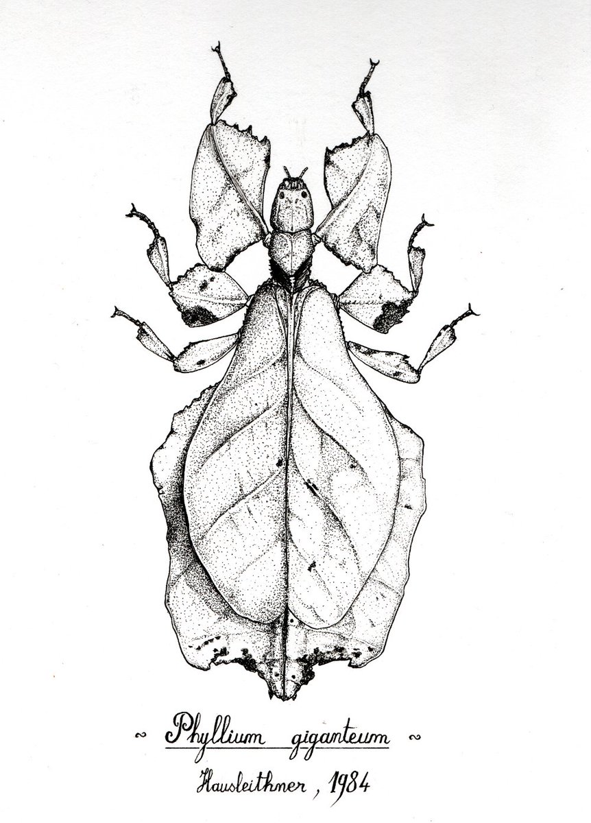 jp_colin's tweet image. @Opie_insectes #insektober J10 - Petite participation ponctuelle avec ce #phasme feuille: Phyllium giganteum.