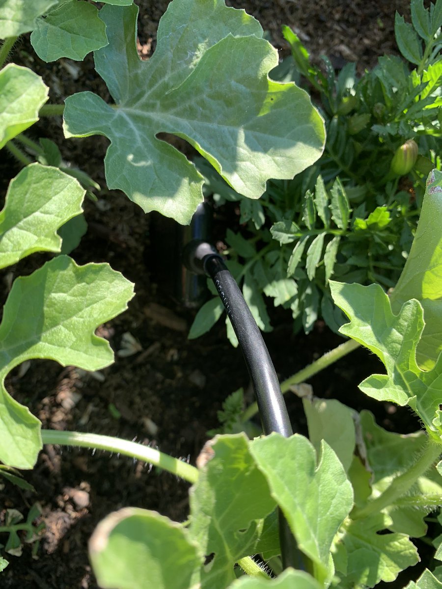 Mrasian1337's tweet photo. This summer, my brother and I grew watermelons with some @helium network enabled tracking (see https://t.co/DV4xCHkGSt) , hoping to scale this to our growers one day. We just need a bit more data reliability #HNT #IOT #agtech @VerdovaAg https://t.co/cBIyQaxd1n