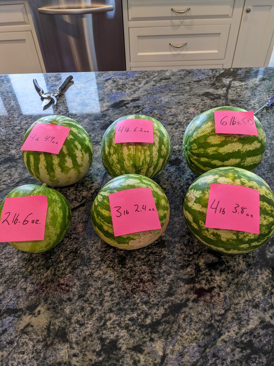 Mrasian1337's tweet photo. This summer, my brother and I grew watermelons with some @helium network enabled tracking (see https://t.co/DV4xCHkGSt) , hoping to scale this to our growers one day. We just need a bit more data reliability #HNT #IOT #agtech @VerdovaAg https://t.co/cBIyQaxd1n