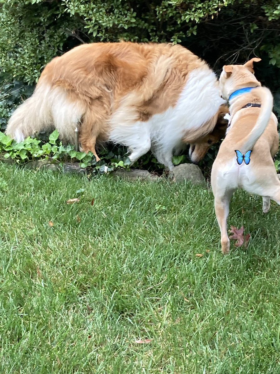 CollieCrusader's tweet photo. Impromptu play date while the humans were ๐ฌ chatting.
#dogplaydate #dogfriends https://t.co/vxDtncW5Ro