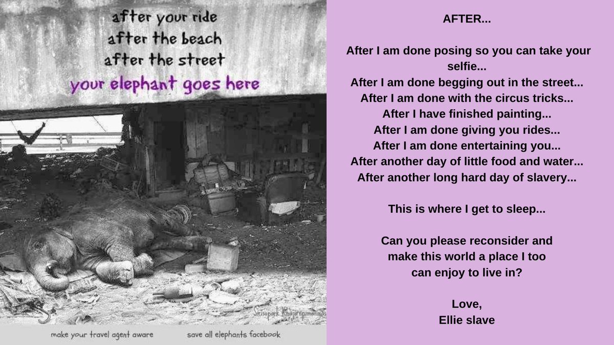 As the boarders start to open our hearts shake with fear of what might happen. After #COVID is gone, please fight so this abuse &amp; cruelty doesn't come back. As GG we have tried really hard to change the owners #tourists hearts. We have never made any promises Part 1 of 3