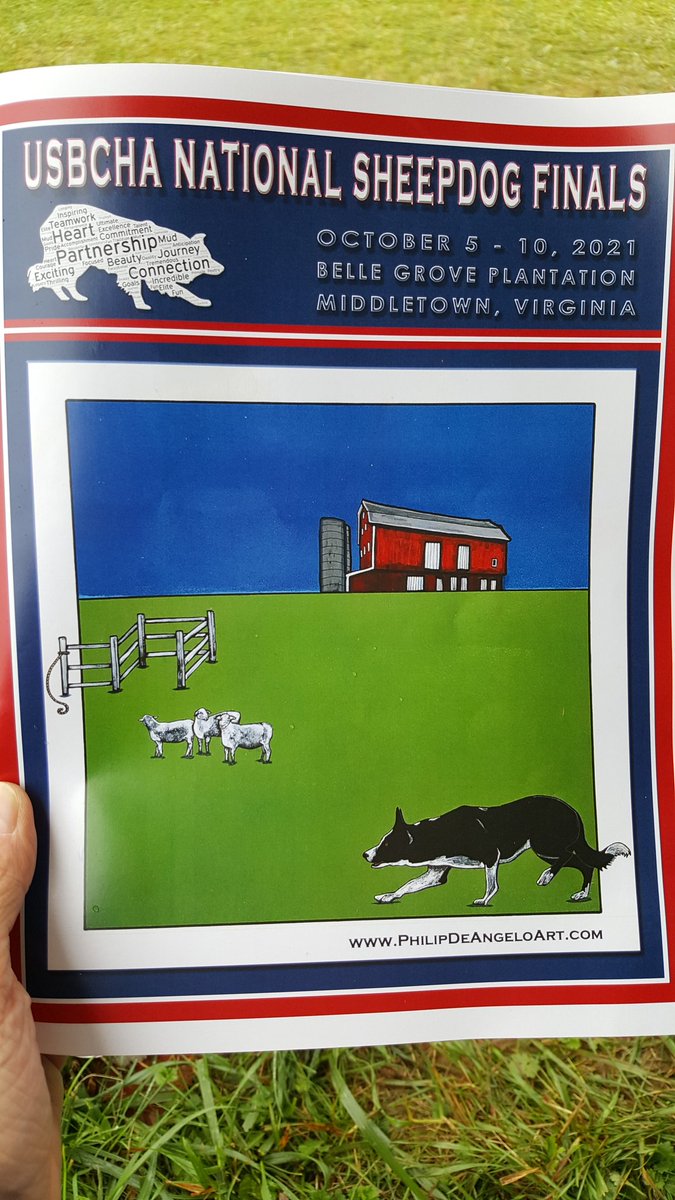 National Sheepdog Finals, literally right in my backyard! 
...a first for me, always loved the movie BABE! #USBCHA #bordercollie #BelleGrovePlantation #MiddletownVA #ShenandoahValley