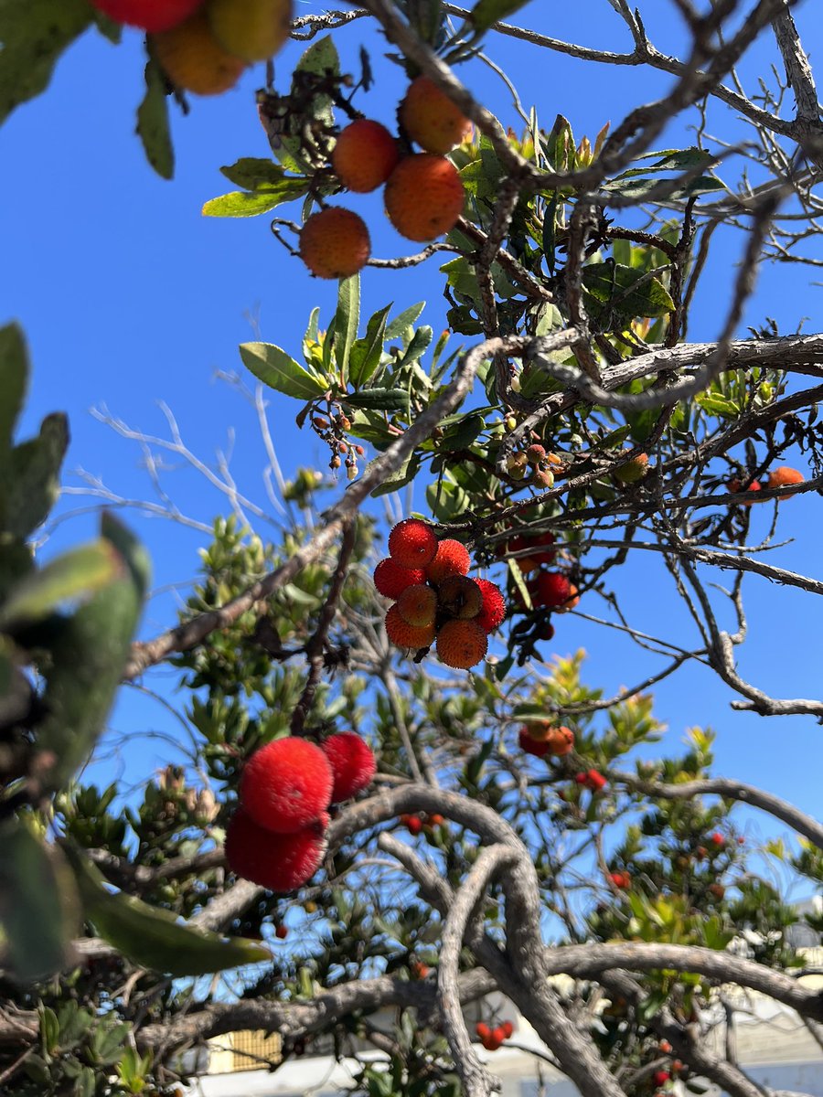 Anyone know if these things are edible? Cuz I just ate one