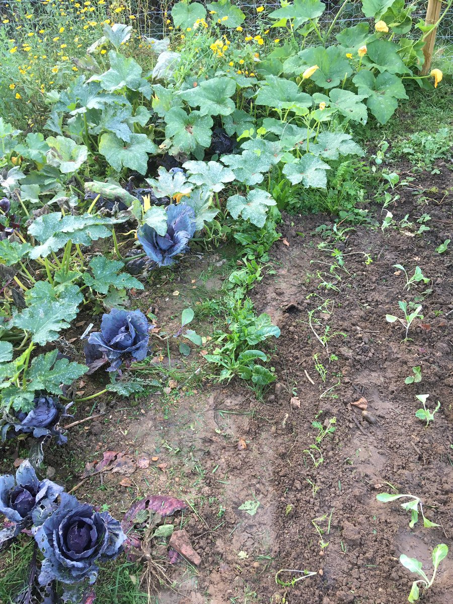 ljsvickery's tweet photo. Everyone’s welcome at our school veg patch. Staff &amp; students have been busy planting winter veg today. We encourage the wild flowers and only dig the space we need. #ecowarriors #wildflowers #gardening
@DowneHouse @RHSEducation https://t.co/SxHwy4ZrYS