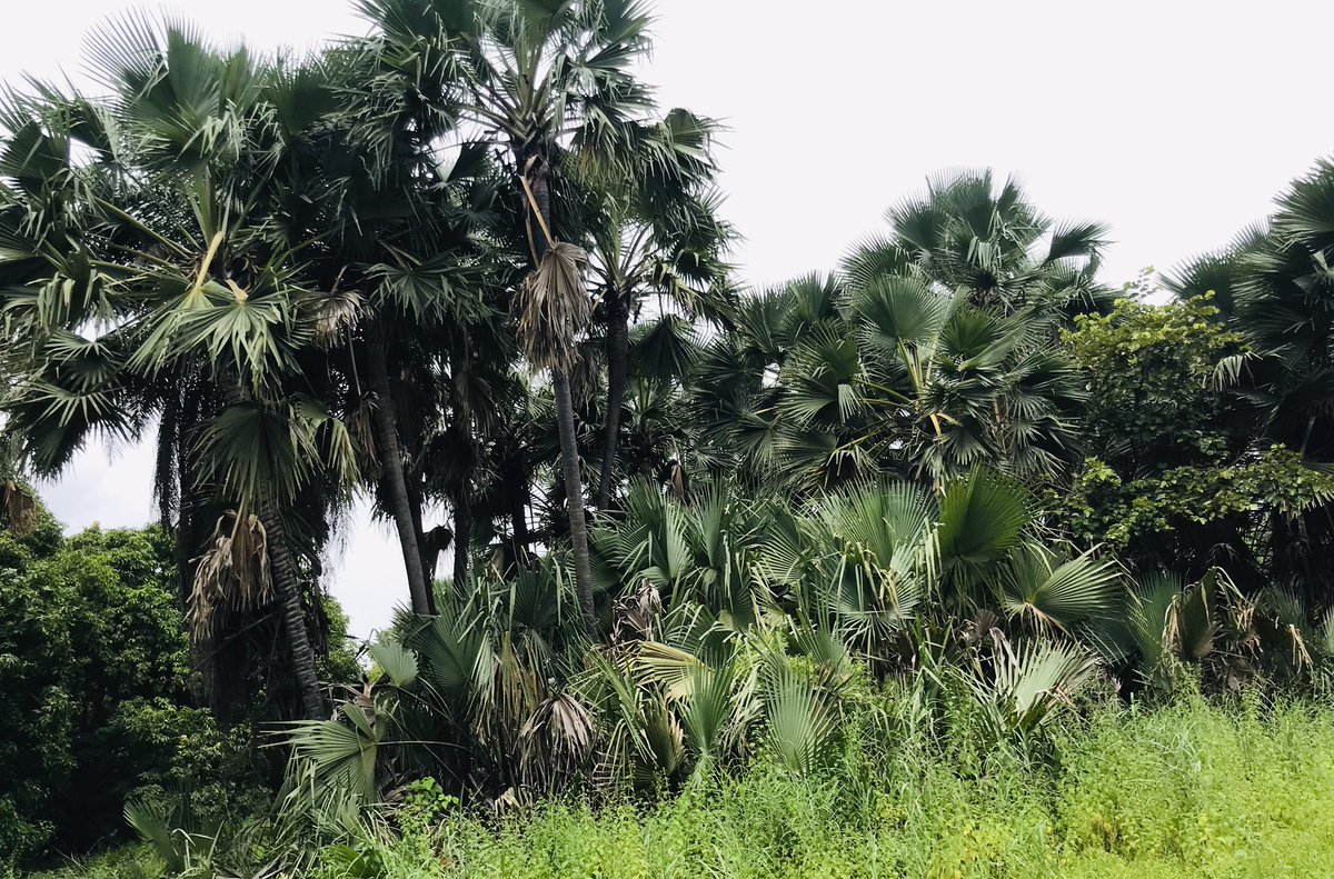 ST Foundation tweet media