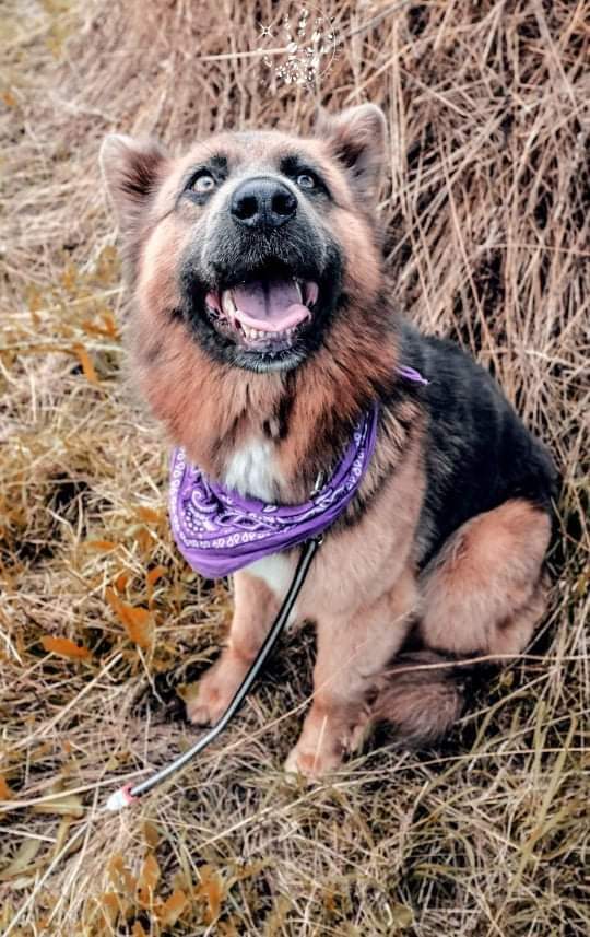 Sweet CHEYANNE has been offered a place on the next happy bus 🚌  to go to our UK 🇬🇧 rehoming partners.  We need £110 to secure her bus ticket 🎟.

If you can help us we would be so grateful paypal.me/siriusanimalre… reference cheyanne ♥️