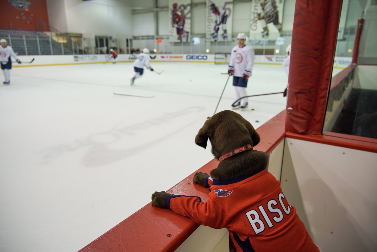 CapsPup's tweet photo. popping in to say hi to my buds at practice! https://t.co/r7j3AjTucQ
