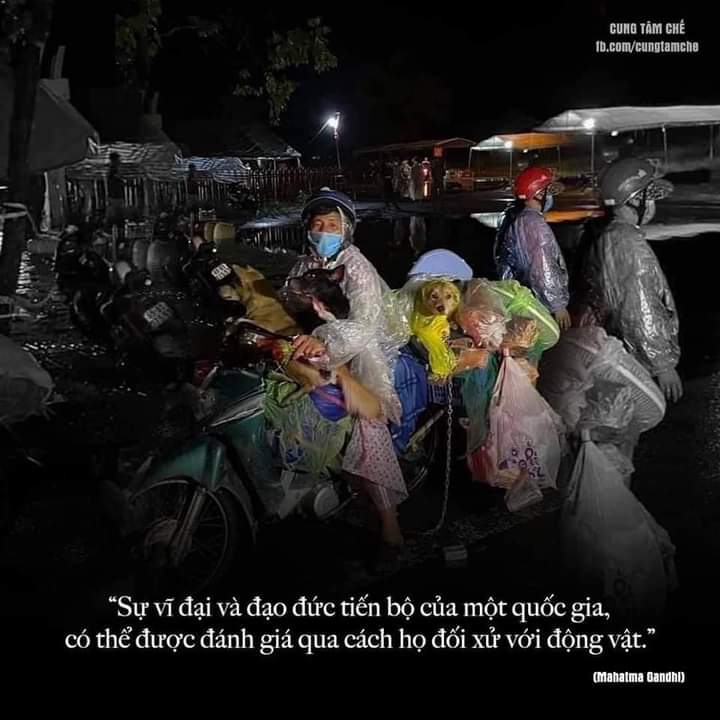 Queen56624857's tweet photo. Please support the case of 15 lovely dogs and 1 cat were brutally killed in vietnam yesterday due to a person's judgment that they might carry covid to people. Please help us a hand on this case to protect the other animal in vietnam. Please. https://t.co/aOBsKZCpDd