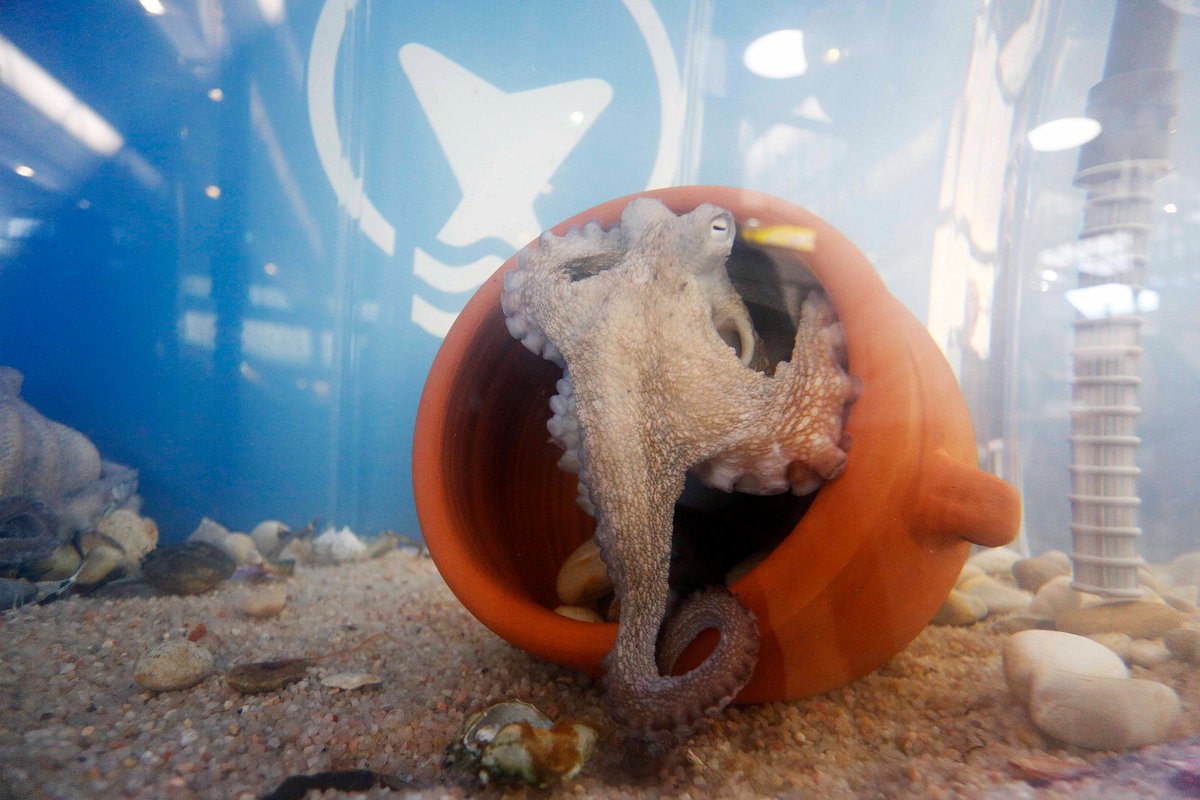 IPacuicultura's tweet photo. #SemanaIpac/ El cultivo de #pulpo es uno de los retos del sector. @PescanovaCorp ha presentado esta semana en @ConxemarOficial los primeros ejemplares –los tataranietos de Lourditas, recuerda–. El objetivo es comercializarlo en 2022. #acuicultura 

https://t.co/7l7qVHNF9C https://t.co/fRNDZHIXW2