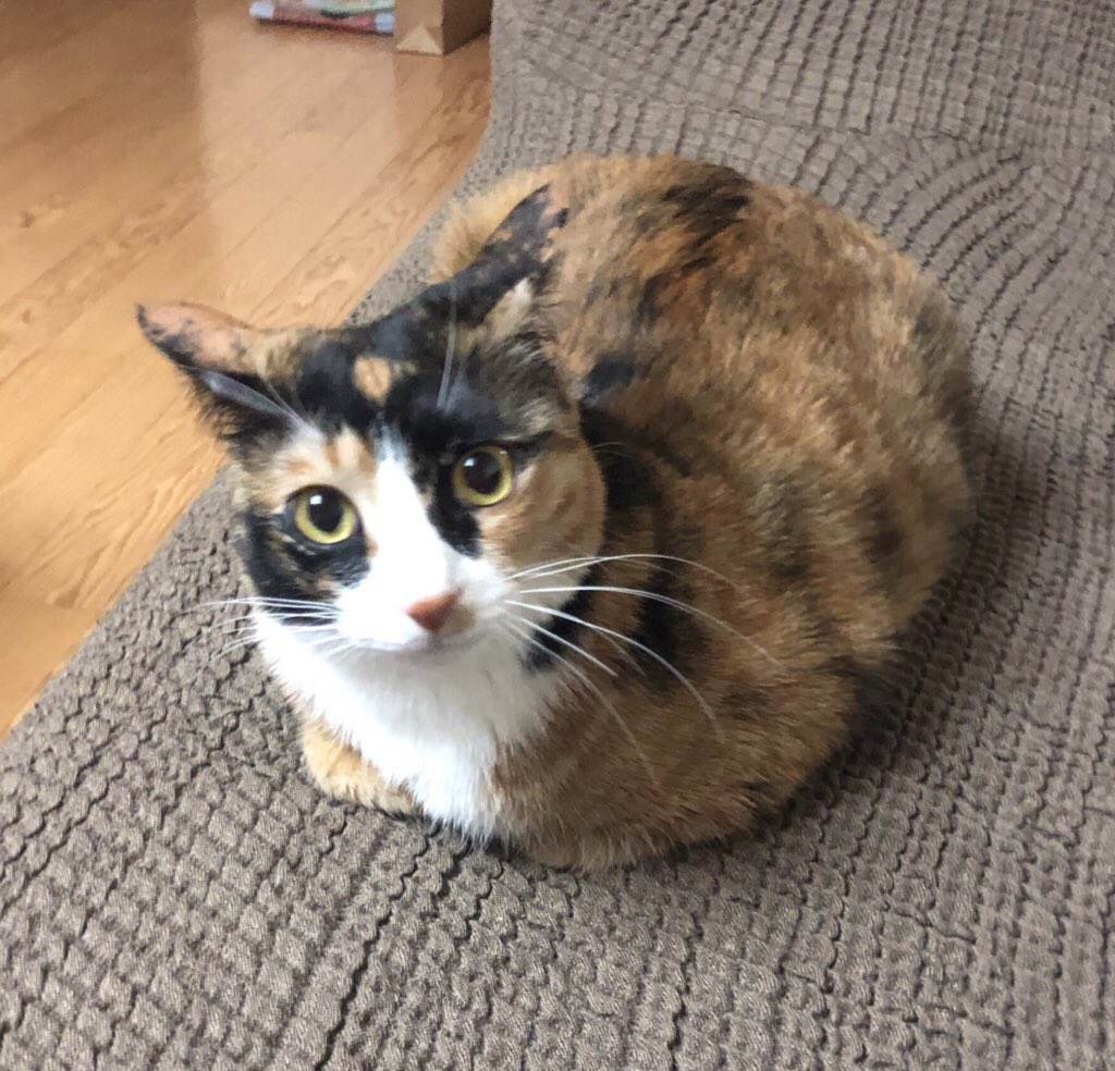 walnut_is_a_cat's tweet photo. 동그랗게 생긴 고양이 대회 참가합니다 https://t.co/CgaqOtk7Sx