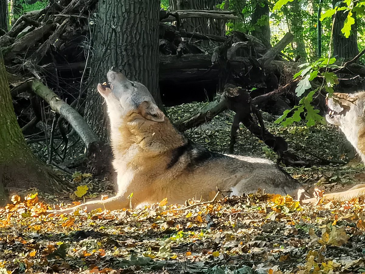 WOLFCENTER_'s tweet photo. Happy Sunday! 🐺
#wolfcenter #Wolves #wölfe #lowersaxony #howlingatthemoon #sunday #weekend #adventure #nature #zoo https://t.co/SXEDnDFDCf