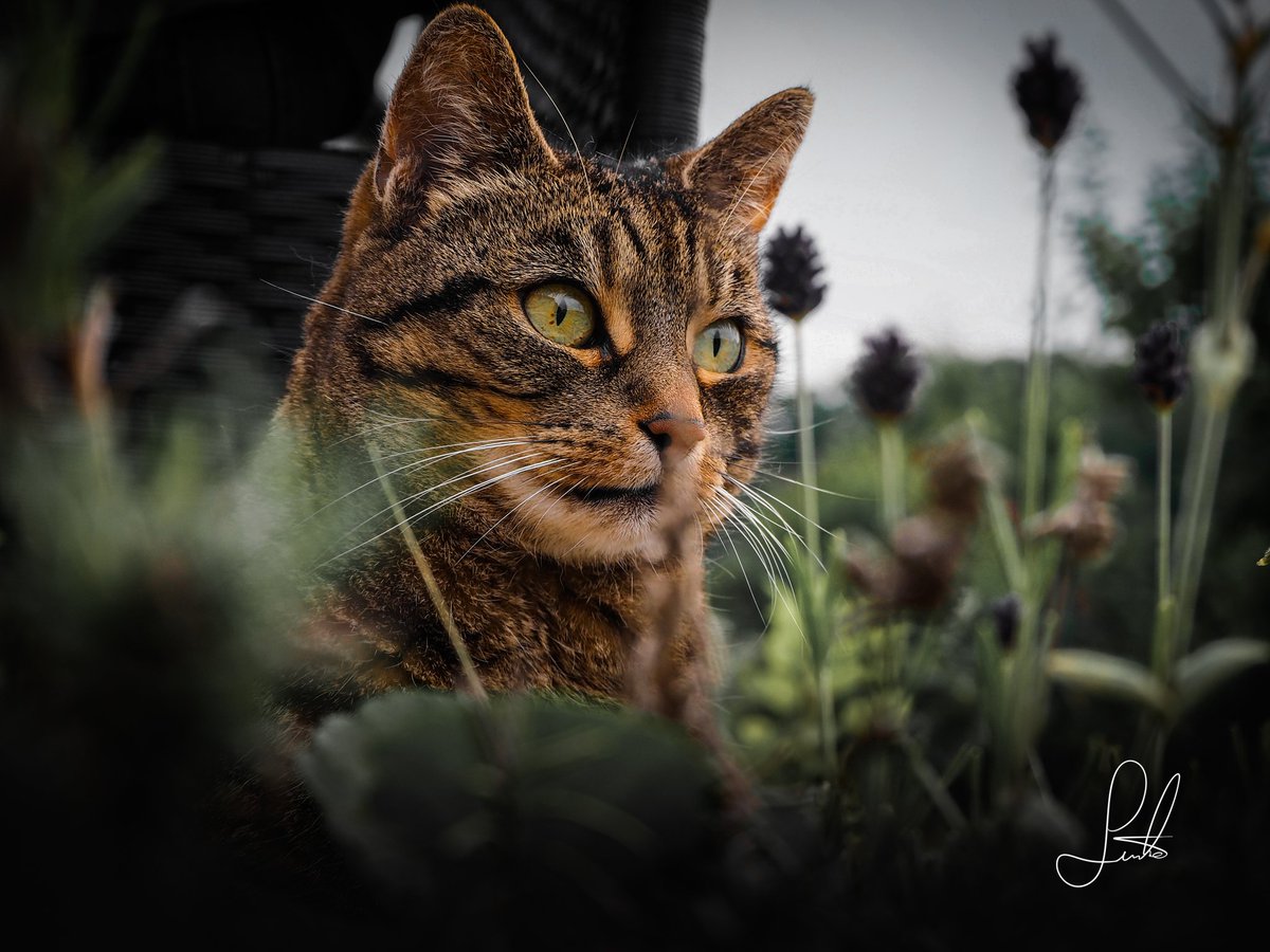Marci_Matze1995's tweet photo. Ich kann zu #Jkvstbajkhkz nur eins sagen.
Sind Katzen nicht süß? ❤️
#Cat #cute #grass #Katze #Süß
#Olympus #OMD #EM10 #Systemkamera #noFX #OIshare https://t.co/BIMOOcNxRD