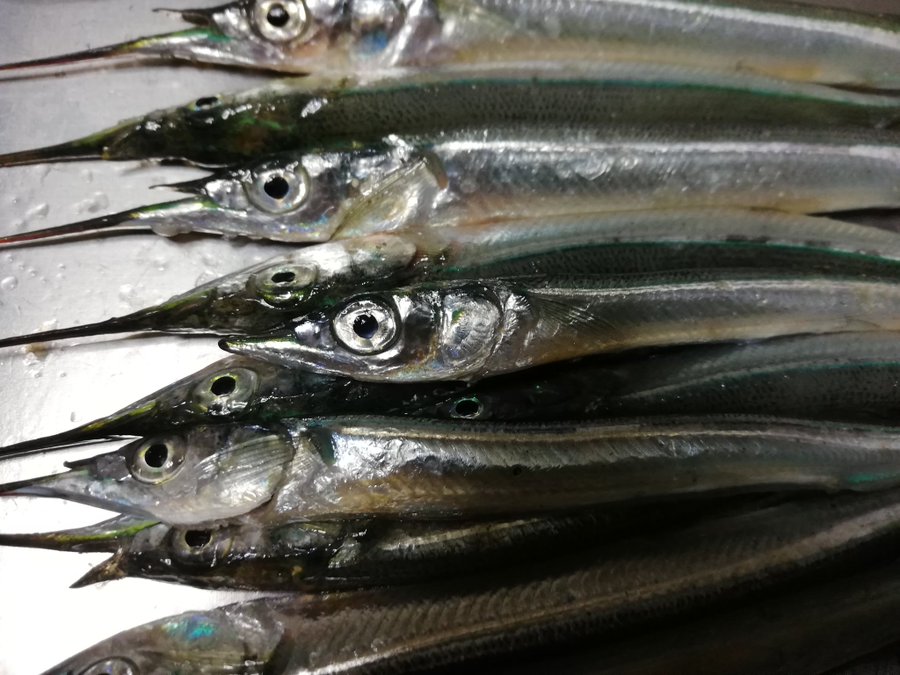 サビキ仕掛けでサヨリ釣れた ウッディの釣果ブログ