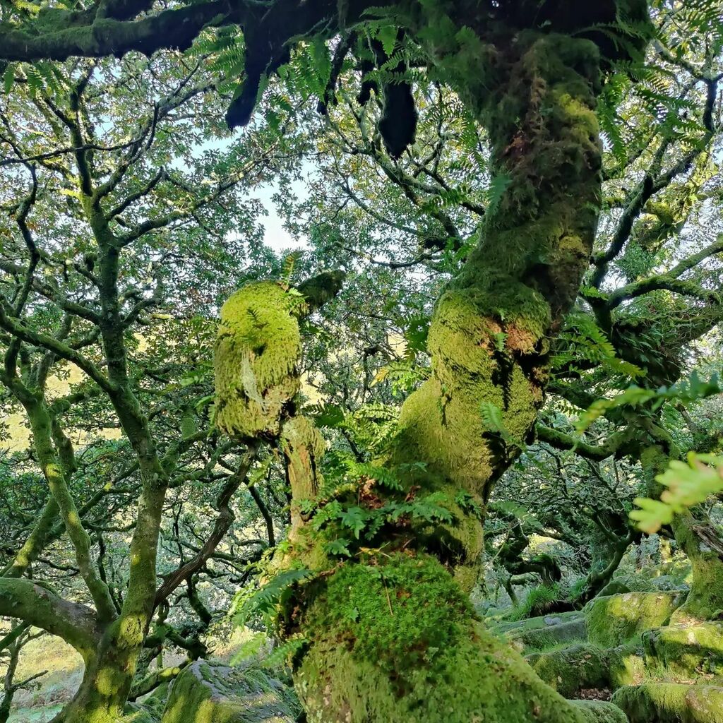 Wistman's Woods is a rare high altitude oak woodland and a really special place to visit.

#dartmoor #sssi #woodland instagr.am/p/CU2b7Taoc-M/