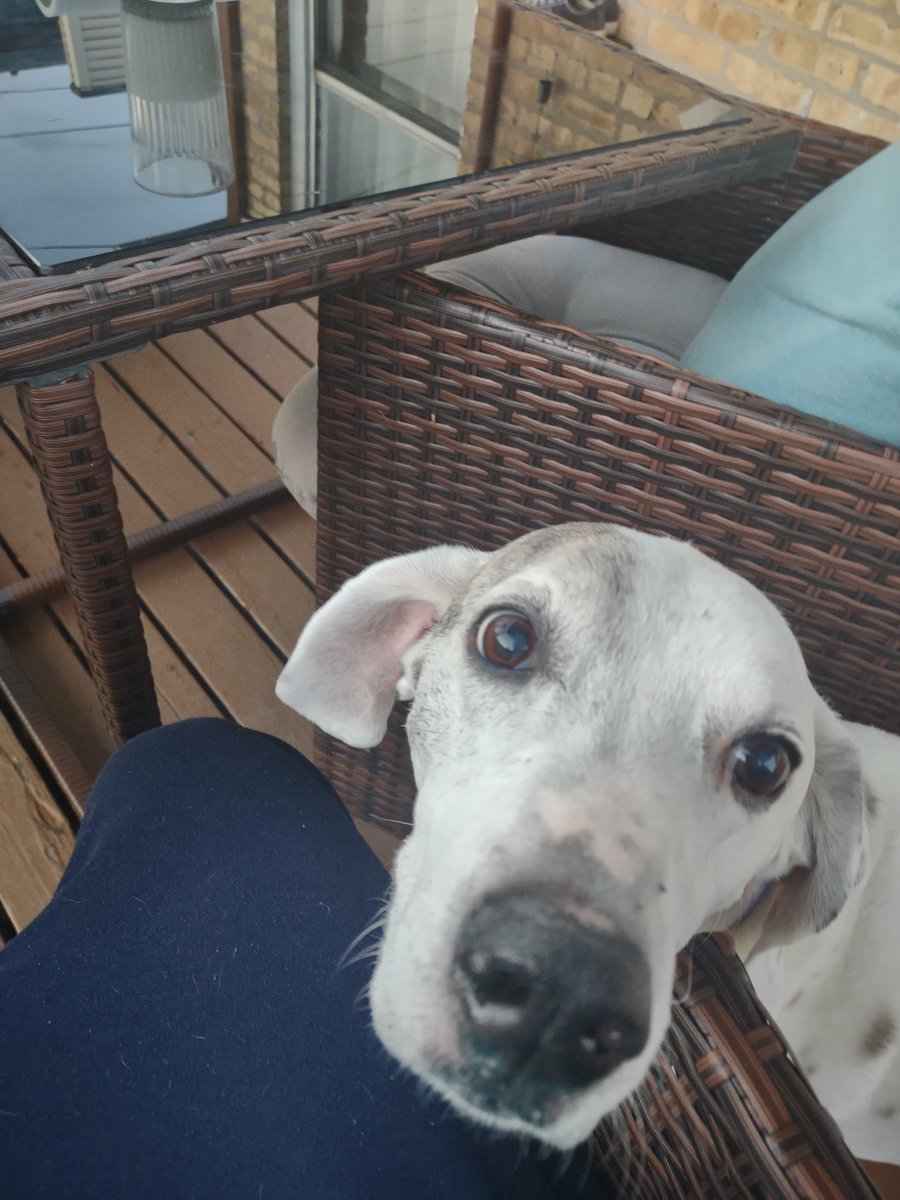 AsstADCanineOps's tweet photo. It's my birthday!

I'm using a personal day and will not have access to email or cell service. I'll have access to any and all treats that come my way though! https://t.co/1Zk6hgqKzh