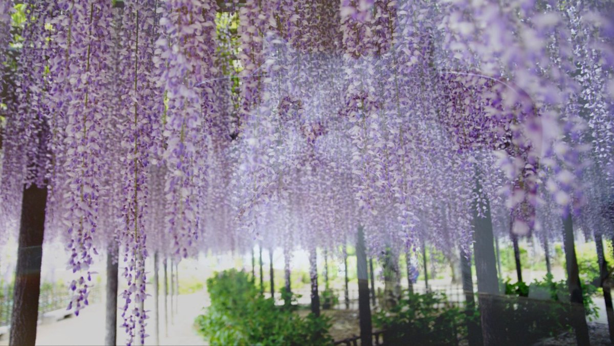 17sito's tweet photo. 藤の花の中に何かいる
#鬼滅の刃 #藤の花 https://t.co/nxVtx3A4pS