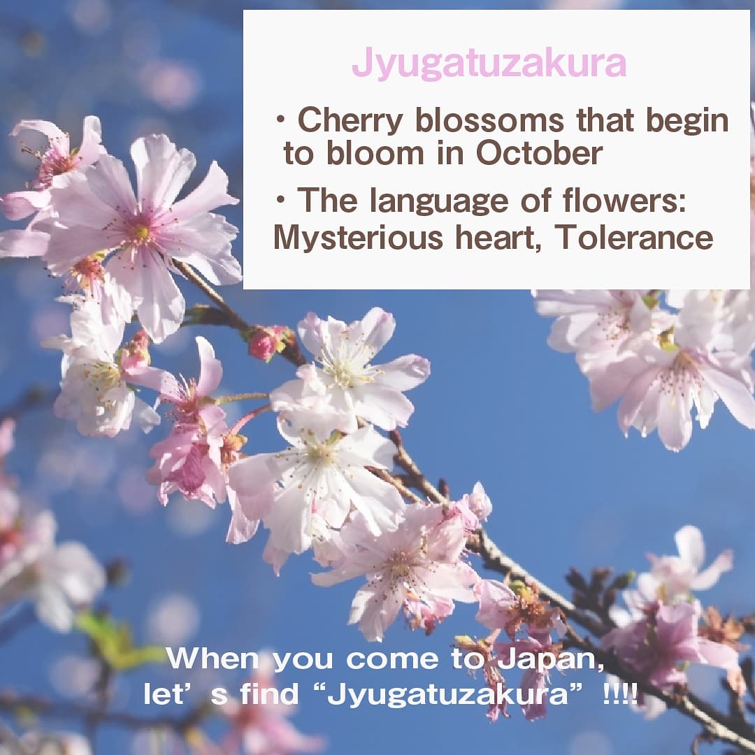 Hito_talk's tweet photo. 🌸Flower name🌸
10月に咲く、桜の名前知っていますか？？

🌐Learning platform for Japanese language learners: @hito_talk 

#learnjapanese #languageexchange #learnlanguage #にほんごべんきょう　#nihongoclass #speakingjapanese #japanesecoaching #日本語発音 #ひととーく https://t.co/nXDKoeNLPT