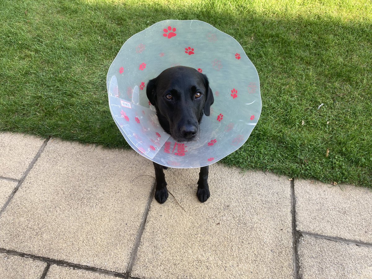 Three more weeks in the cone for Puffin 😞