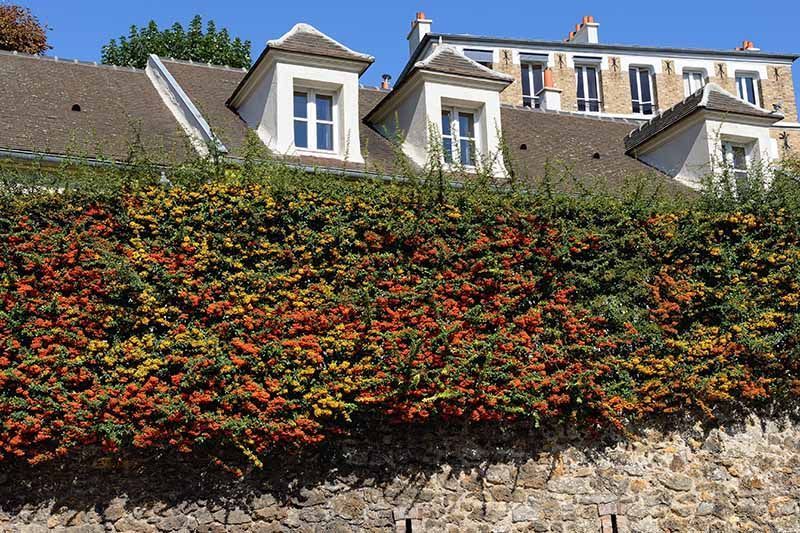 OMSecurityLtd's tweet photo. #SundaySecurity tips....planning on doing some gardening this weekend? Mother Nature has had years of developing an eco home defence system. Thorny shrubs underneath your windows will put intruders off climbing through them without getting torn up.

#homesecurity #gardening https://t.co/7zQEv1uCYp