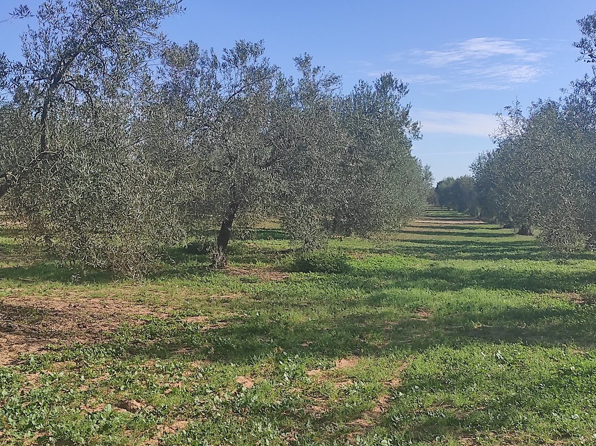 GrupoKotan's tweet image. Seguimos con las #fincas #Rusticas en #Almonte 

Mañana muy provechosa.

#Olivar
#Olivos
#Inmobiliaria
#Doñana
#ElRocio