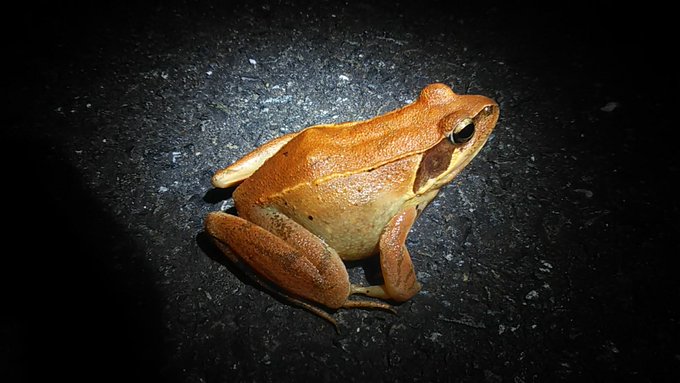 かえり道
なんかとてもうまそうな
アカガエルをみた 