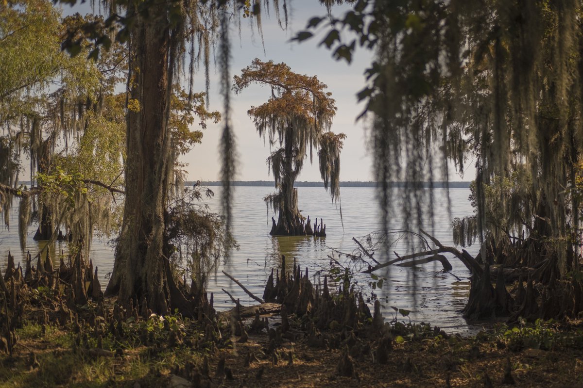 dinokuznik's tweet photo. Driving along the Mississippi / Louisiana 2016 https://t.co/SNrkcoQdju