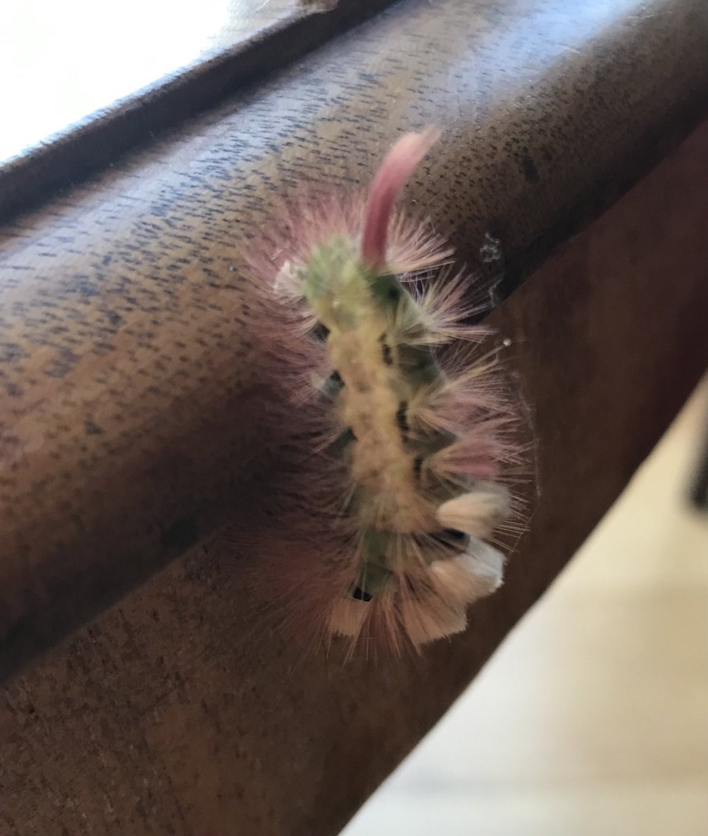 Hi Twitter #lepidopterists what does this lovely furry little guy turn into & what plants would suit him more than my table?