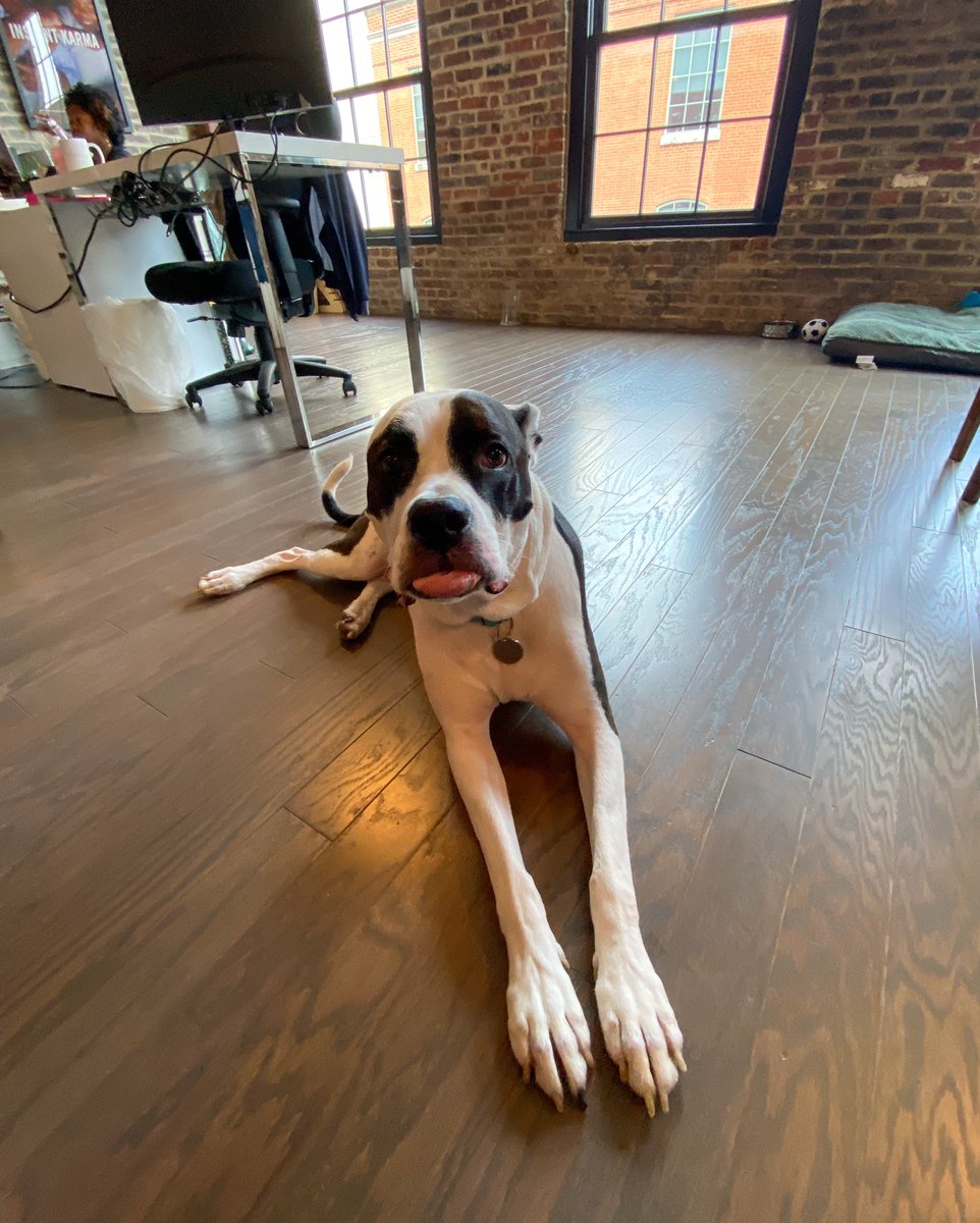 BeMightily's tweet photo. When we’re feeling stressed at work, here’s how we deal with it:

Sit in the sun and read, squeeze a stress ball, hide under plants … and silly dogs!

#worldmentalhealthday #dogs #plantlife https://t.co/EDMIVSkugE