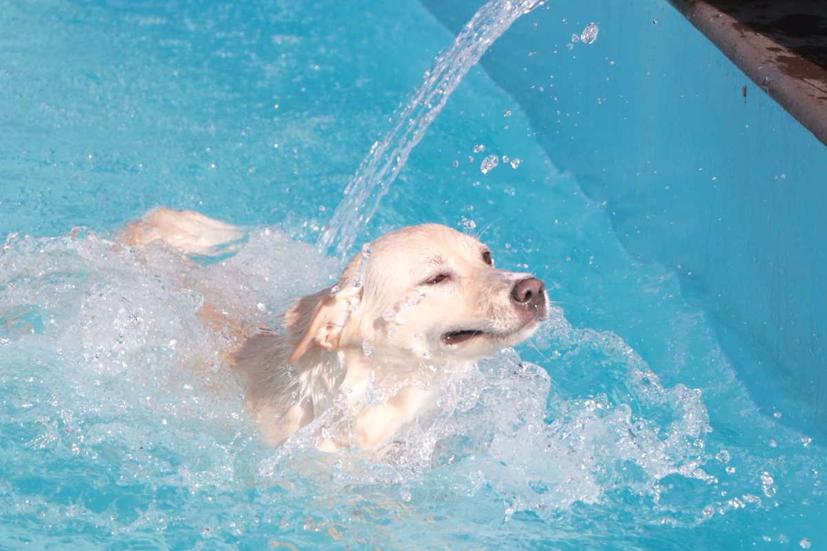 A Twitter うちの犬ポカリスエットだし橋本環奈