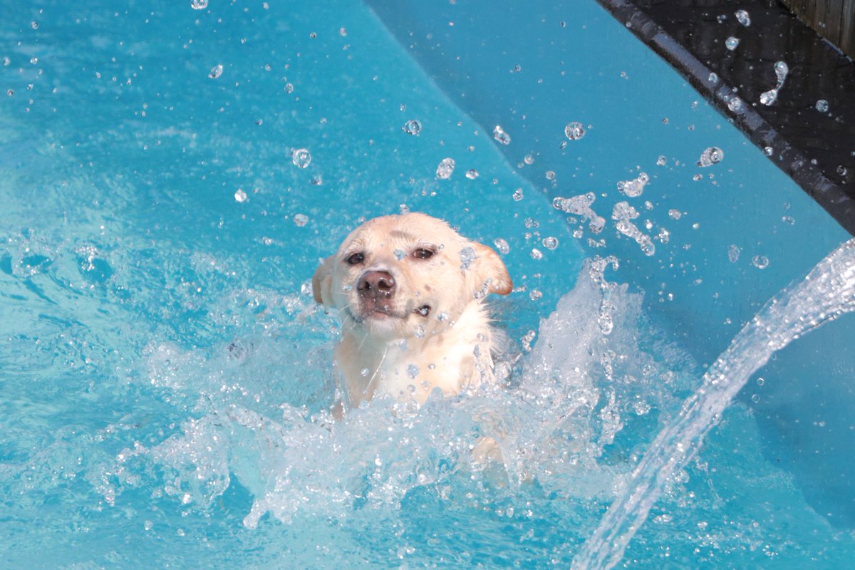 A Twitter うちの犬ポカリスエットだし橋本環奈