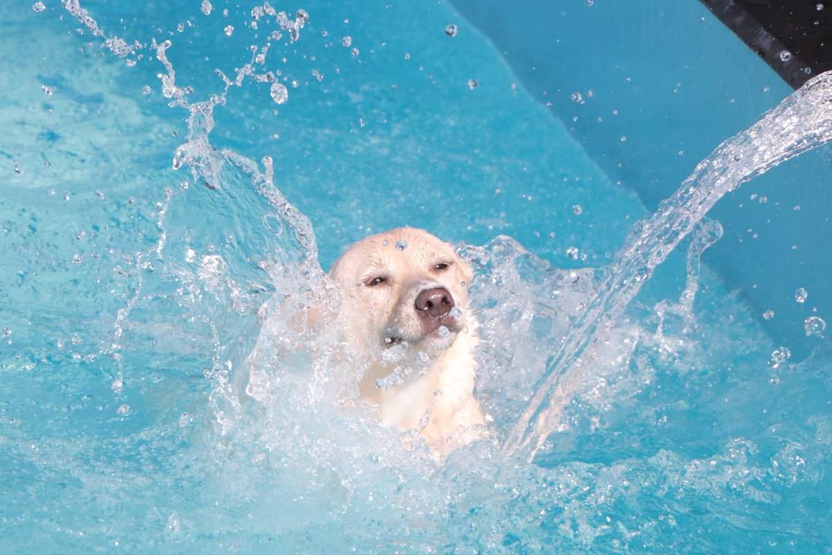 A Twitter うちの犬ポカリスエットだし橋本環奈